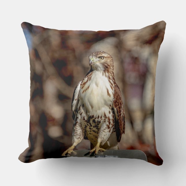 Immature Red Tailed Hawk Cushion (Front)