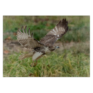 Immature Red Tailed Hawk Cutting Board