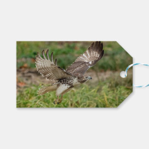 Immature Red Tailed Hawk Gift Tags