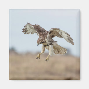 Immature Red Tailed Hawk Hovering Magnet