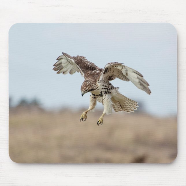 Immature Red Tailed Hawk Hovering Mouse Pad (Front)