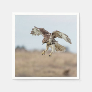 Immature Red Tailed Hawk Hovering Napkin