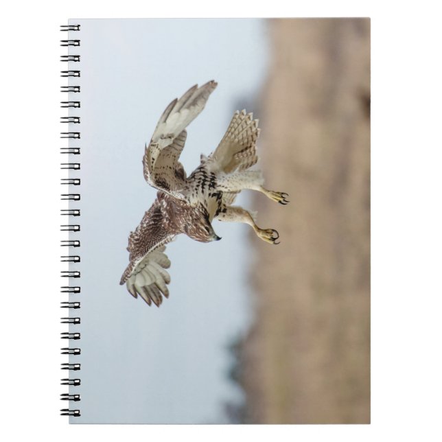 Immature Red Tailed Hawk Hovering Notebook (Front)