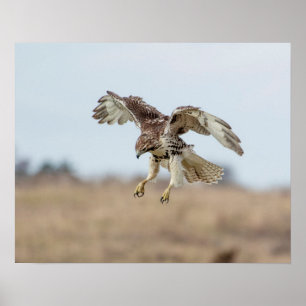 Immature Red Tailed Hawk Hovering Poster
