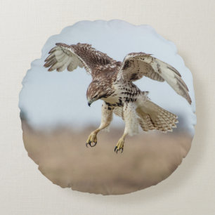 Immature Red Tailed Hawk Hovering Round Cushion