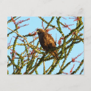 Immature Red-Tailed Hawk in Ocotillo Bush Postcard