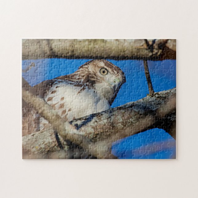Immature Red Tailed Hawk Jigsaw Puzzle (Horizontal)