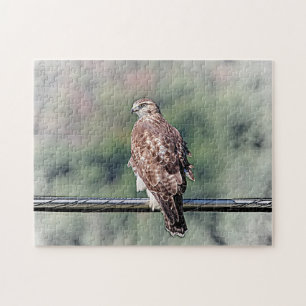Immature Red Tailed Hawk Jigsaw Puzzle