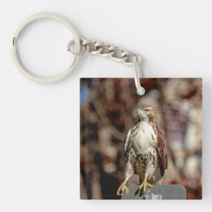 Immature Red Tailed Hawk Key Ring