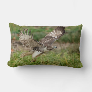 Immature Red Tailed Hawk Lumbar Cushion