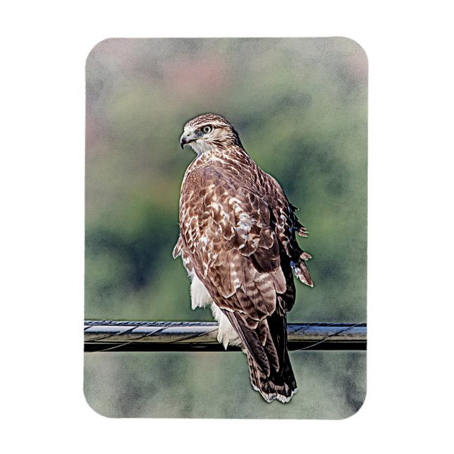 Immature Red Tailed Hawk Magnet (Vertical)