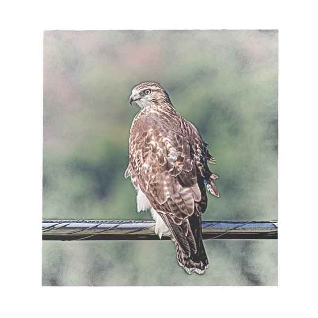 Immature Red Tailed Hawk Notepad (Front)
