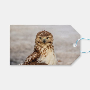 Immature Red-Tailed Hawk on the ground Gift Tags