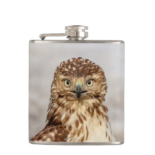 Immature Red-Tailed Hawk on the ground Hip Flask