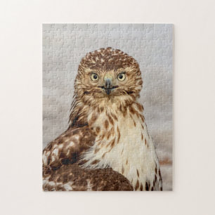 Immature Red-Tailed Hawk on the ground Jigsaw Puzzle