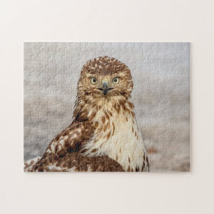 Immature Red-Tailed Hawk on the ground Jigsaw Puzzle