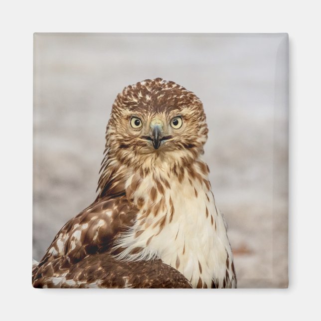 Immature Red-Tailed Hawk on the ground Magnet (Front)