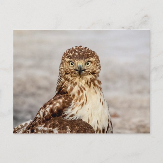 Immature Red-Tailed Hawk on the ground Postcard (Front)
