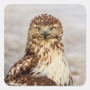 Immature Red-Tailed Hawk on the ground Square Sticker