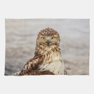 Immature Red-Tailed Hawk on the ground Tea Towel
