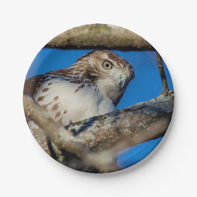 Immature Red Tailed Hawk Paper Plate (Front)