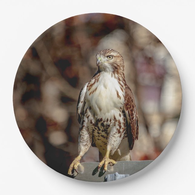 Immature Red Tailed Hawk Paper Plate (Front)