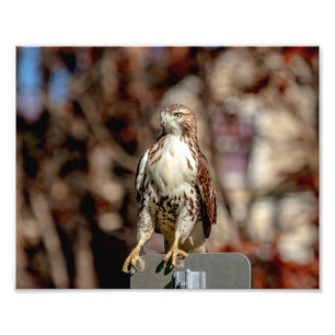 Immature Red Tailed Hawk Photo Print