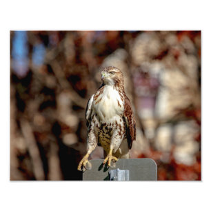 Immature Red Tailed Hawk Photo Print