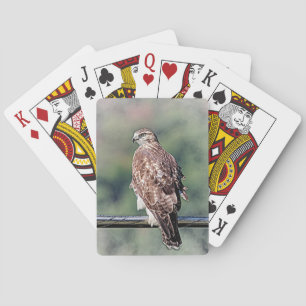 Immature Red Tailed Hawk Playing Cards