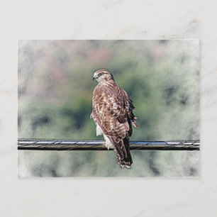 Immature Red Tailed Hawk Postcard