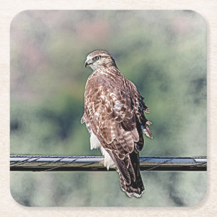 Immature Red Tailed Hawk Square Paper Coaster