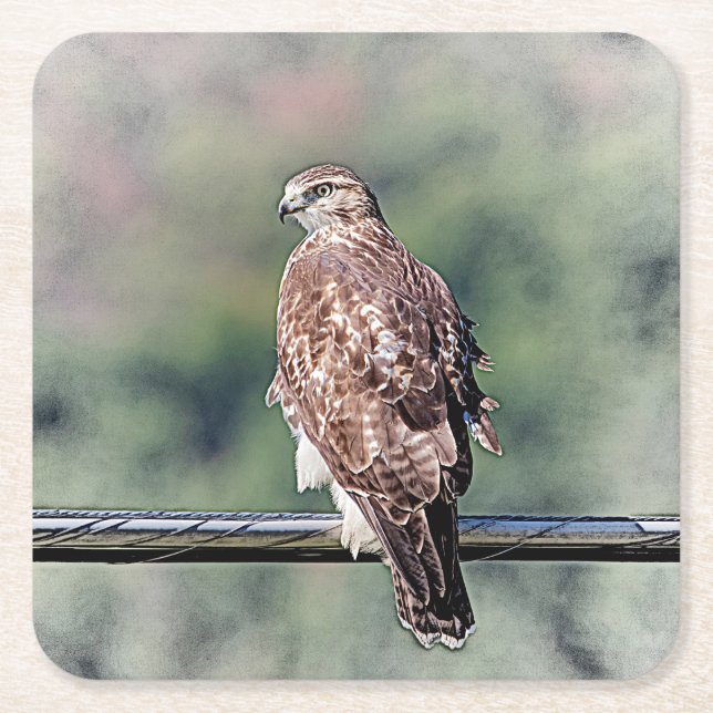 Immature Red Tailed Hawk Square Paper Coaster (Front)