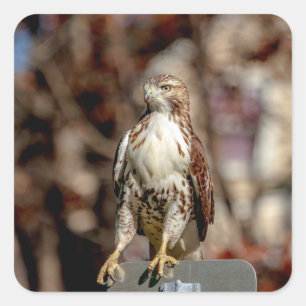 Immature Red Tailed Hawk Square Sticker