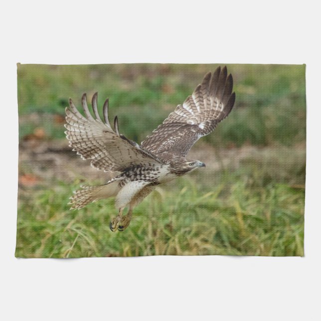 Immature Red Tailed Hawk Tea Towel (Horizontal)
