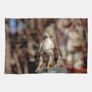 Immature Red Tailed Hawk Tea Towel