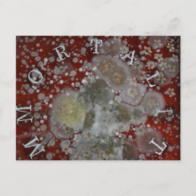 Immortality Postcard (Front)