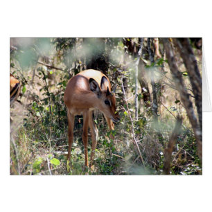 impala