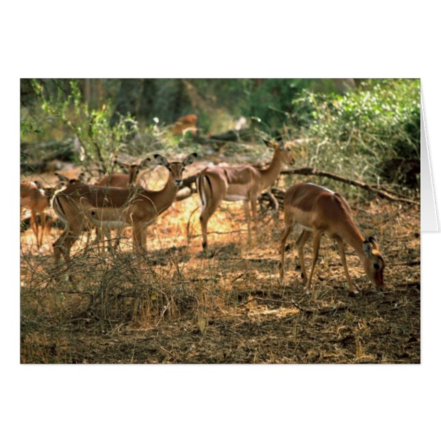 Impala (Front Horizontal)