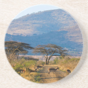 Impala (Aepyceros Melampus), Hluhluwe-Umfolozi Coaster