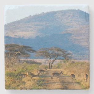 Impala (Aepyceros Melampus), Hluhluwe-Umfolozi Stone Coaster
