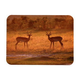 Impala (Aepyceros Melampus) Rams At Sunset Magnet