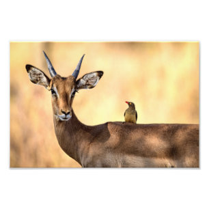Impala and Oxpecker Bird in Africa Photo Print