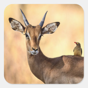 Impala and Oxpecker Bird in Africa Square Sticker