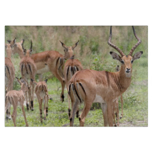 Impala In The Okavango Delta Cutting Board