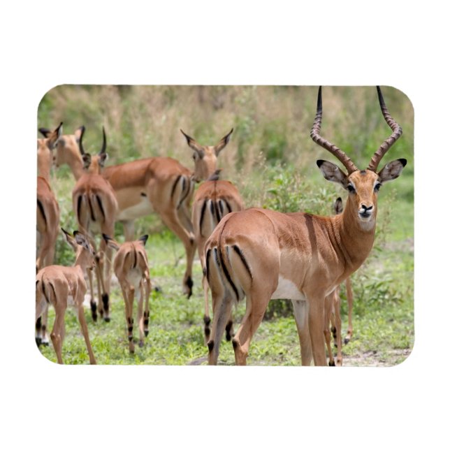 Impala In The Okavango Delta Magnet (Horizontal)