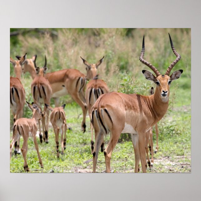Impala In The Okavango Delta Poster (Front)