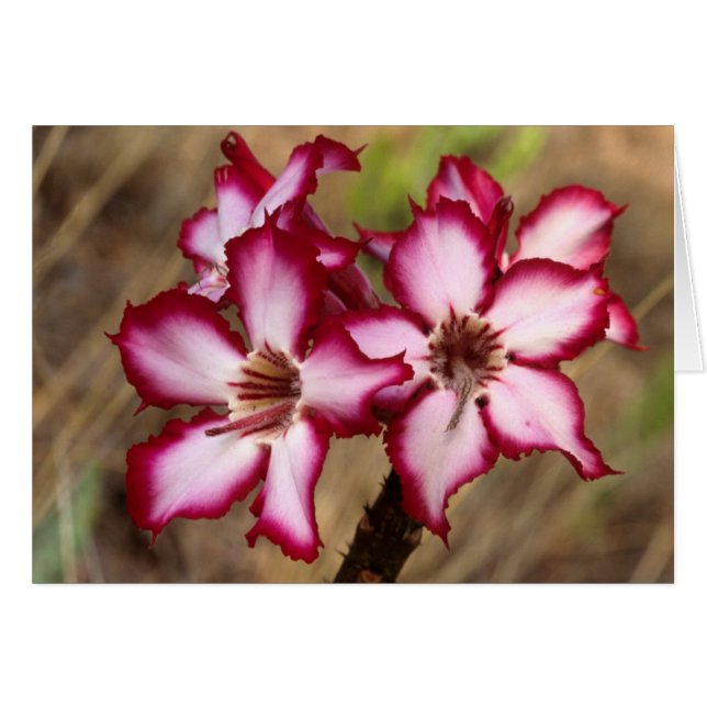 Impala Lily (Adenium Multiflorum), Kruger (Front Horizontal)