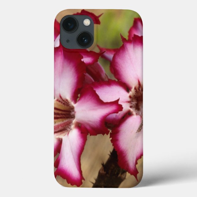 Impala Lily (Adenium Multiflorum), Kruger Case-Mate iPhone Case (Back)