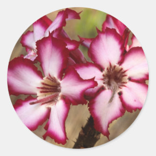 Impala Lily (Adenium Multiflorum), Kruger Classic Round Sticker