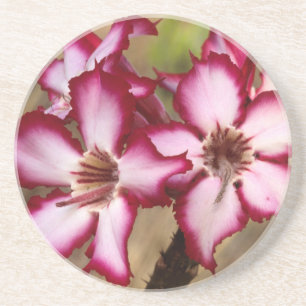 Impala Lily (Adenium Multiflorum), Kruger Coaster